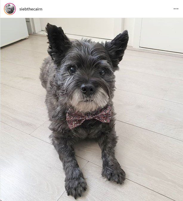 Instagram post of a Carin Terrier from siebthecairn