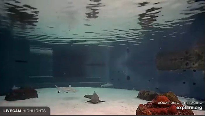 Shark Lagoon - Aquarium of the Pacific