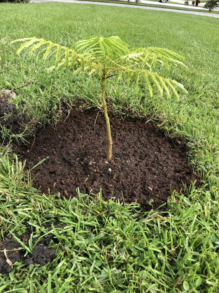 Picture of a new Poinciana Tree