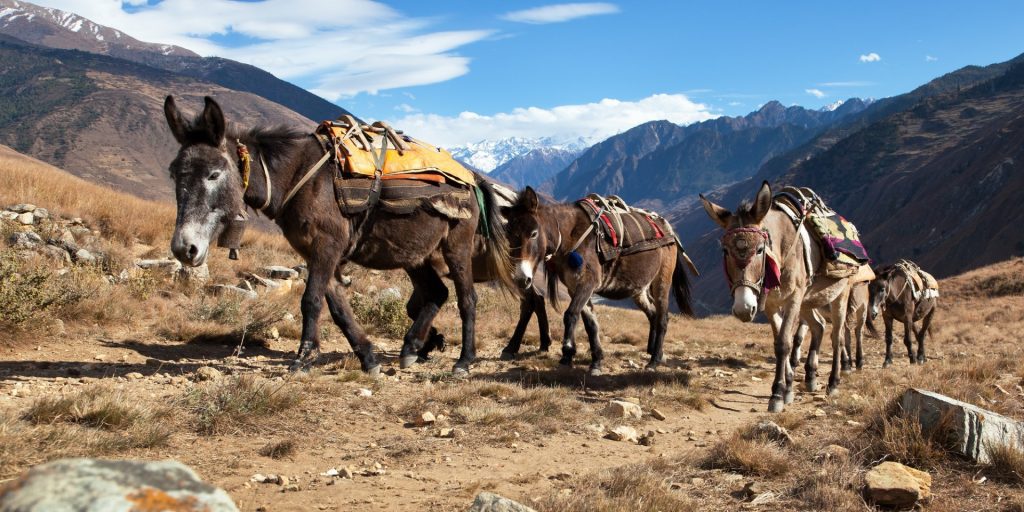 Mules on a hill with backpacks